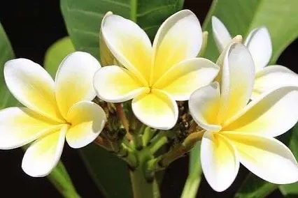 Aloha🤙