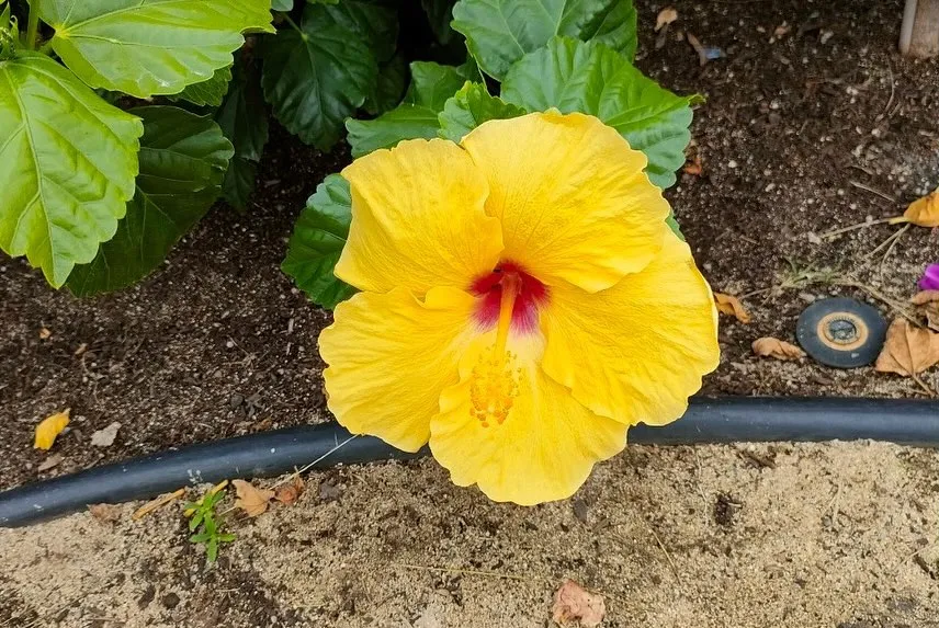 Aloha🤙