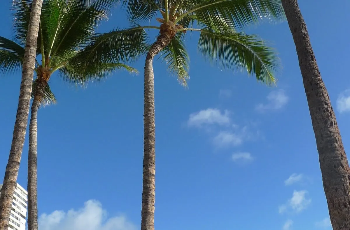 Aloha🤙