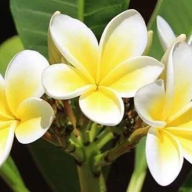 Aloha🤙