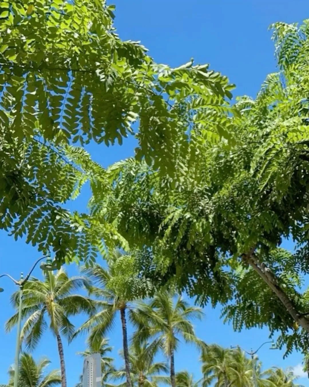 Aloha🤙