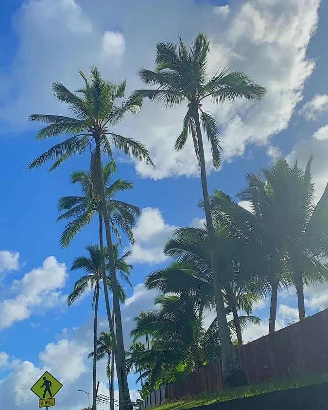 Aloha🤙