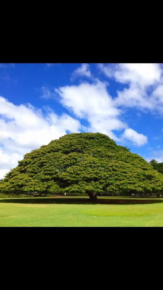Hawaiiでの10ヶ月。